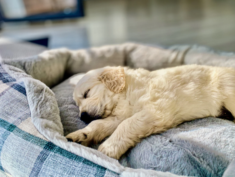 A cream-colored Golden Retriever puppy sleeping peacefully on its side in a plush gray and blue plaid dog bed.