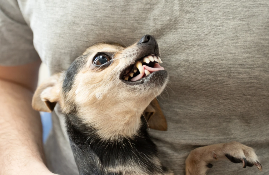 Common Signs of Dog Aggression to Watch For