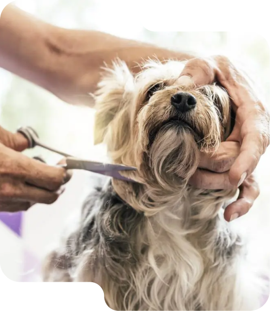 Dog Grooming