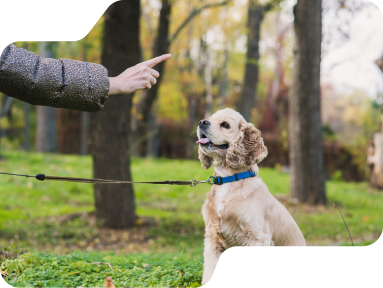 Dog Training