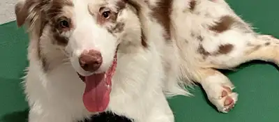 Dog training and boarding at All Dogs Unleashed in Boise, ID