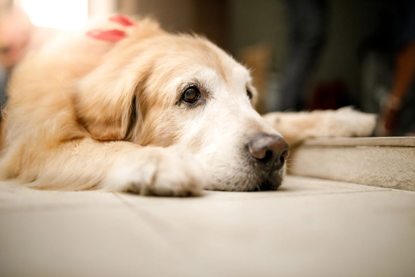 Cognitive Decline in Senior Dogs: Fort Worth Owner's Guide