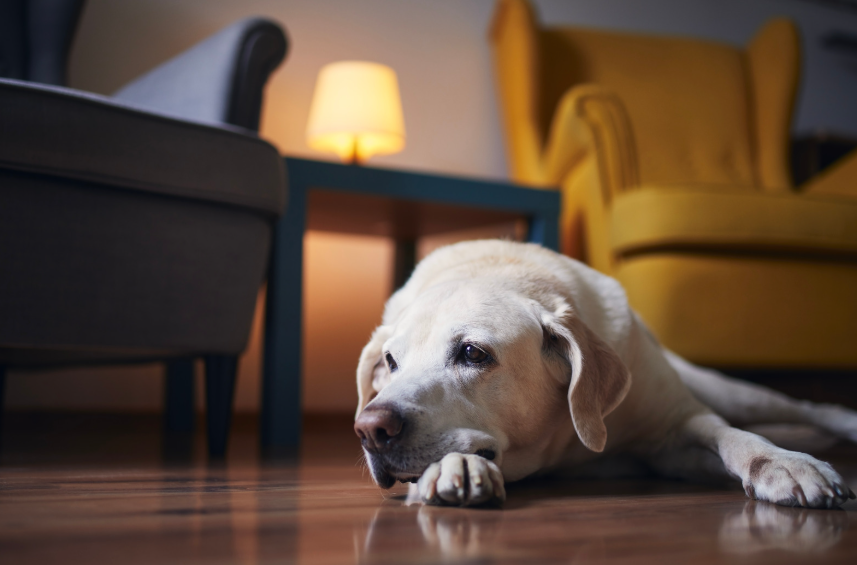 Imagine coming home to find your dog staring at the corner of the dining room. Not at a bug. Not at a sound. Just the corner. Five minutes later, they are still there. This kind of moment is often the first quiet clue something is changing in your senior dog's brain.