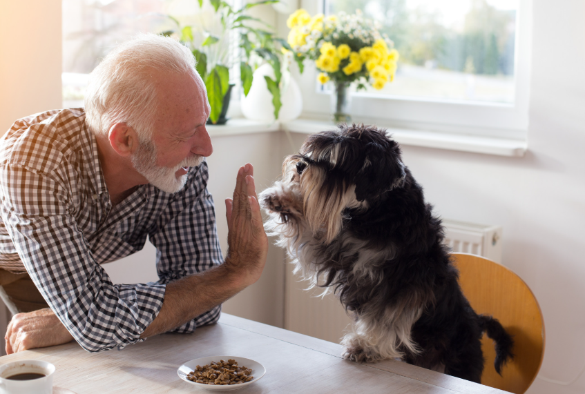 Cognitive Decline in Senior Dogs: Fort Worth Owner's Guide