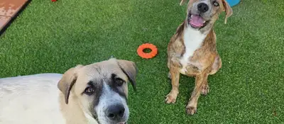 Dog training and boarding at All Dogs Unleashed in Colorado Springs, CO