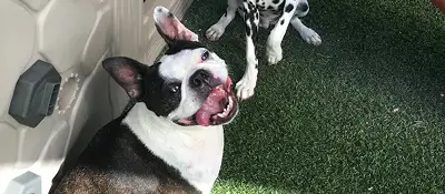 Dog training and boarding at All Dogs Unleashed in Columbia, SC