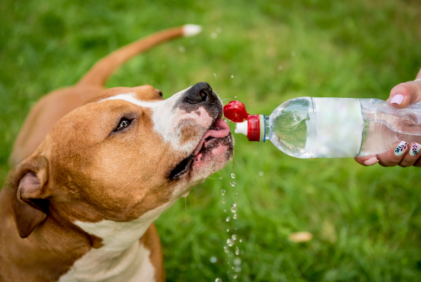 Dog in Texas summer heat with dehydration risk in North Dallas