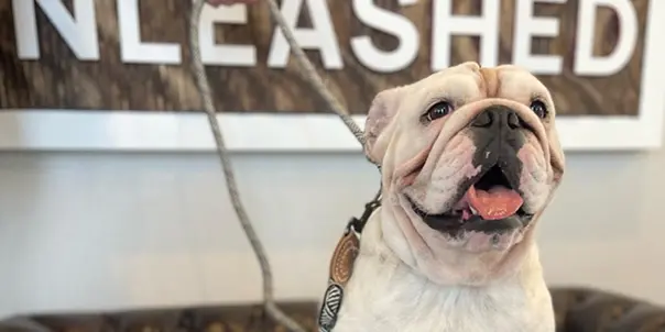 Dog training and boarding at All Dogs Unleashed in Dallas, TX