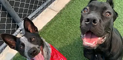 Dog training and boarding at All Dogs Unleashed in Denver, CO