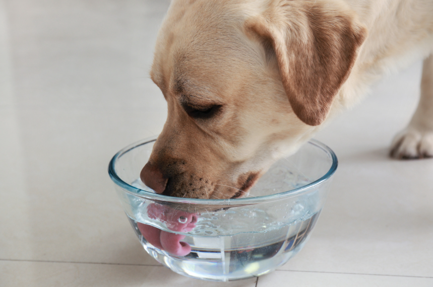 Dog dehydration signs Dallas owners should watch for