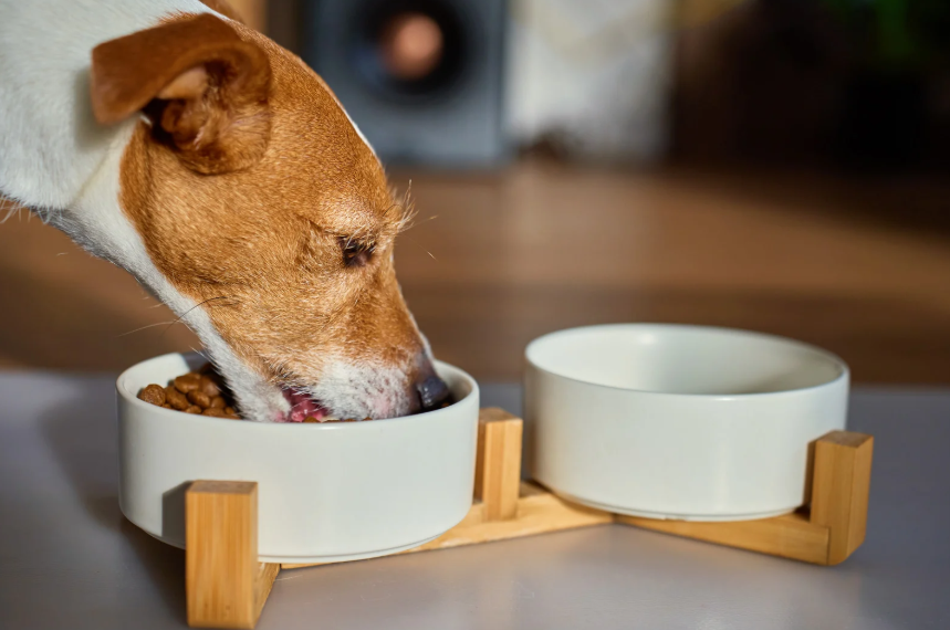 Matching dog food to breed size and activity level for Dallas dogs