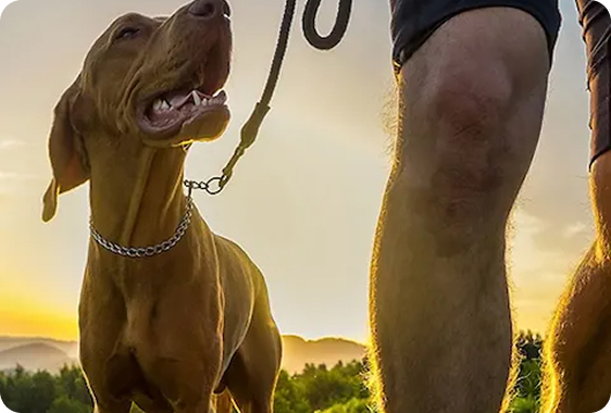 Dog Training