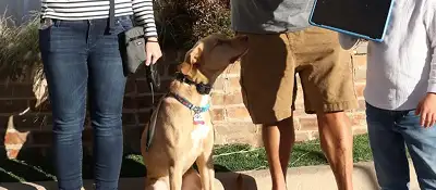 Dog training and boarding at All Dogs Unleashed in Fort Worth, TX