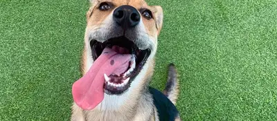 Dog training and boarding at All Dogs Unleashed in Frisco, TX
