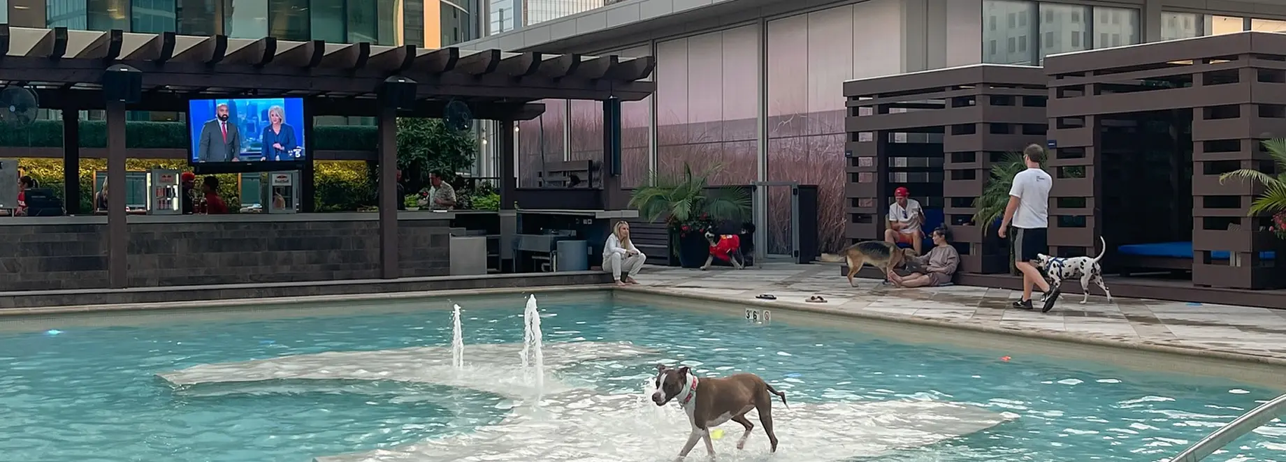 All Dogs Unleashed dog training facility