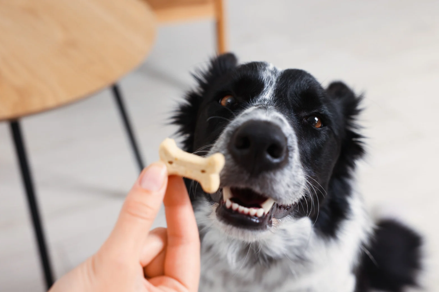 Dog training at All Dogs Unleashed