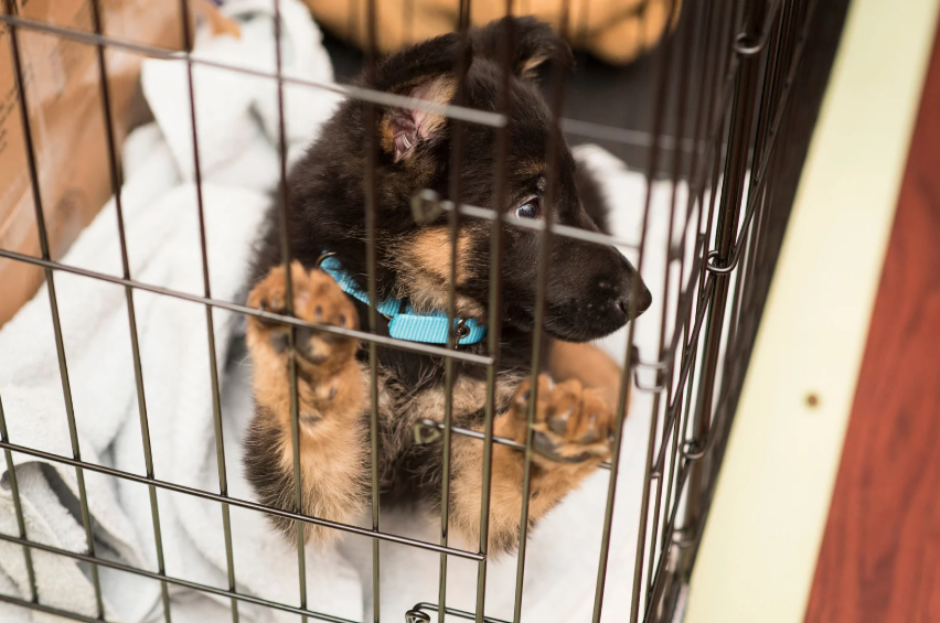 Crate Training and Separation Anxiety