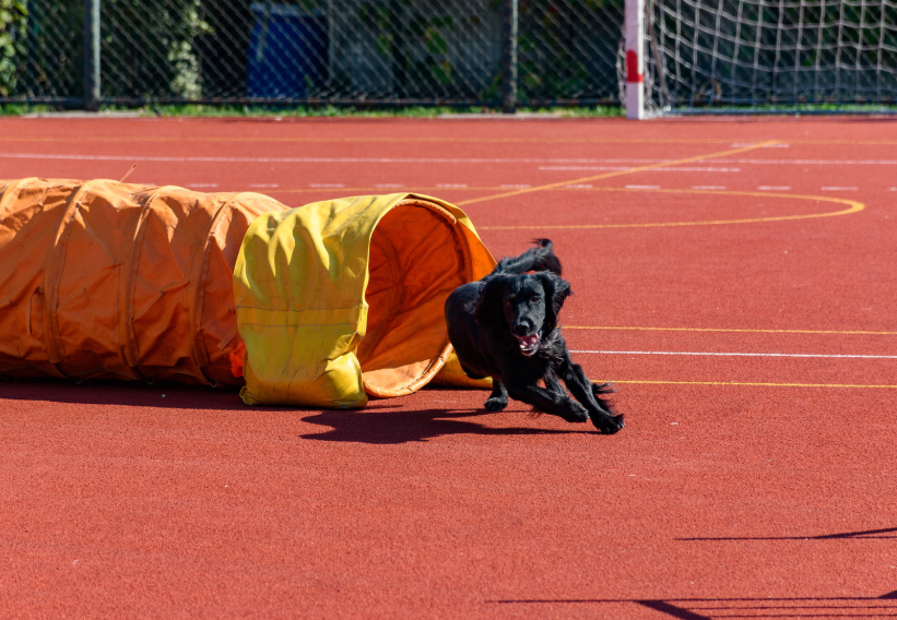 7. DIY Obstacle Course