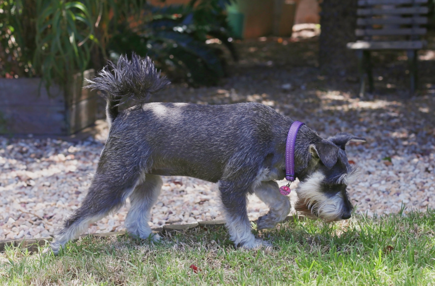 4. New Walking Routes with Sniff Stops