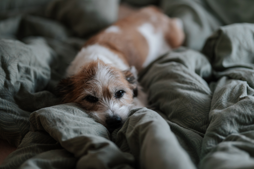 What Causes Separation Anxiety?