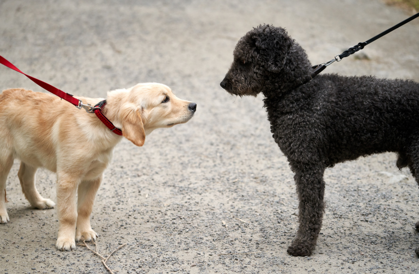 6. Introduce Other Dogs Carefully