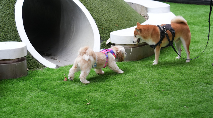 6. Socialization Is Time-Sensitive