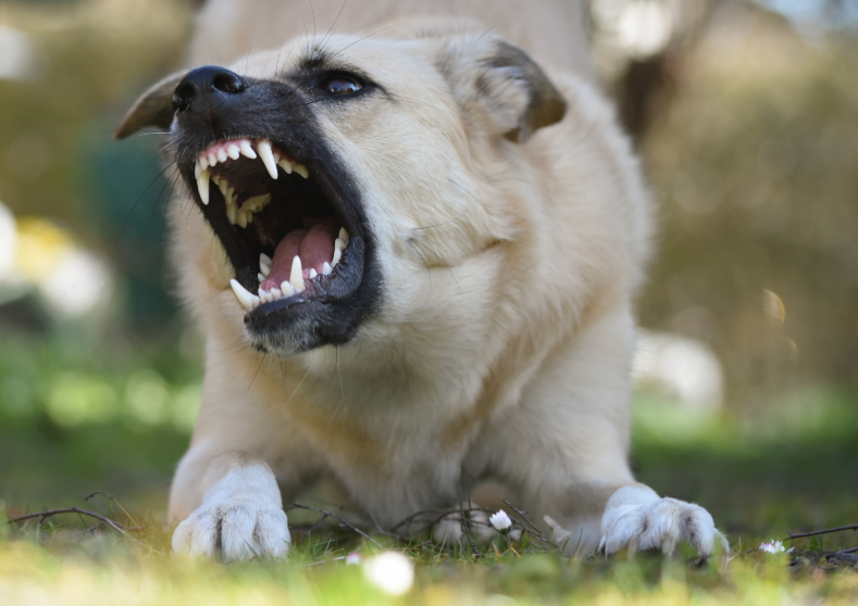 Common Signs of Dog Aggression to Watch For