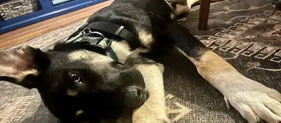 Dog training and boarding at All Dogs Unleashed in Des Moines, IA