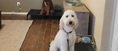 Dog training and boarding at All Dogs Unleashed in Minneapolis, MN