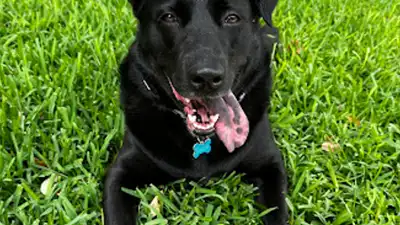 Dog training and boarding at All Dogs Unleashed in Oklahoma City, OK