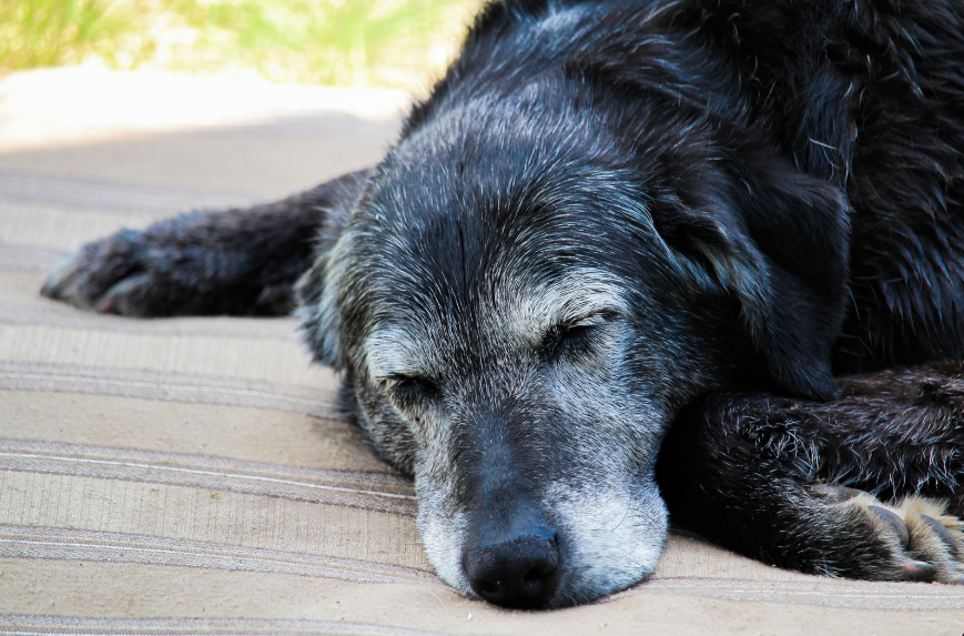 Senior dog learning new commands at All Dogs Unleashed Carrollton