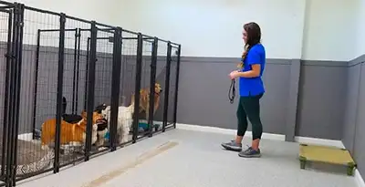 Dog training and boarding at All Dogs Unleashed in Omaha, NE