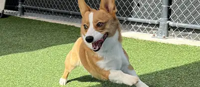 Dog training and boarding at All Dogs Unleashed in Orlando, FL