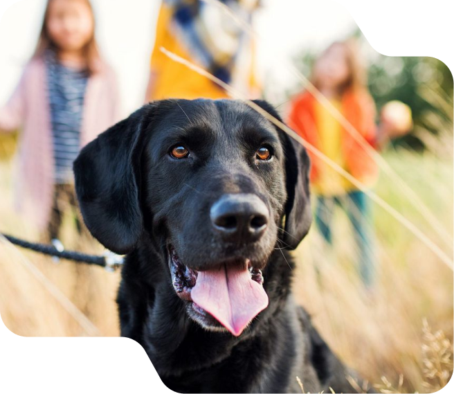 About All Dogs Unleashed