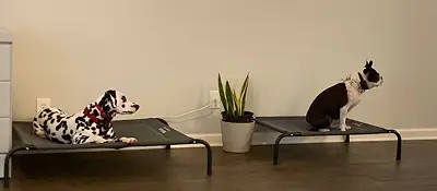 Dog training and boarding at All Dogs Unleashed in Prescott, AZ