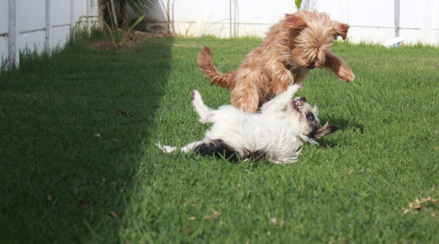 Preventing dog fights at home in Dallas TX