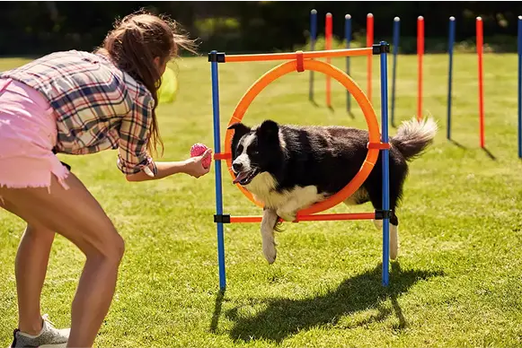 Dog Training