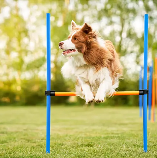 Dog Training