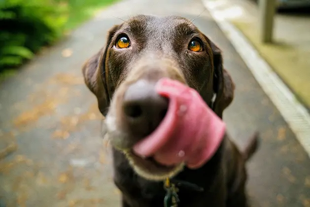 Dog Training