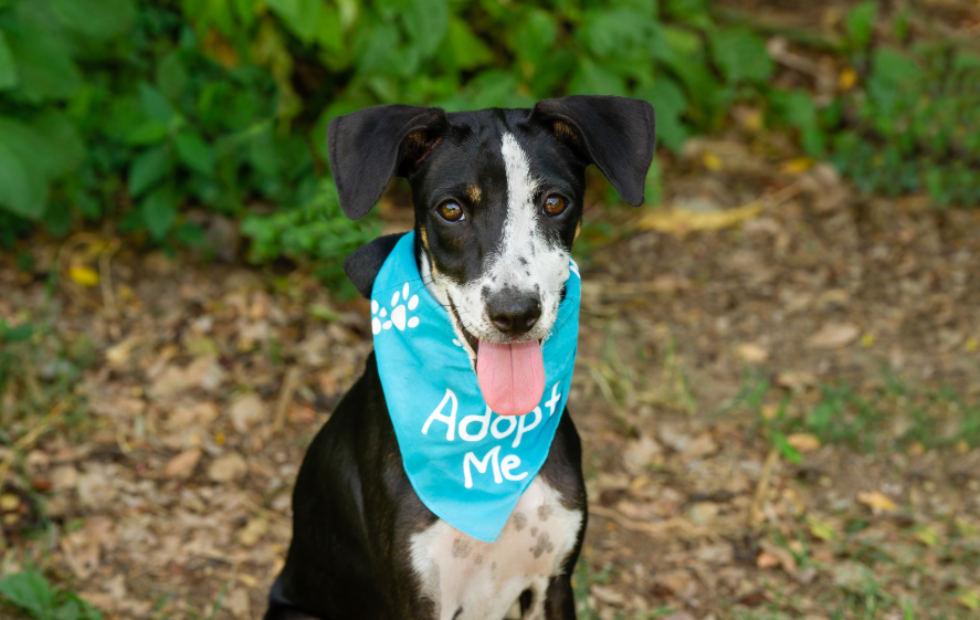 Training a Rescue Dog in Fort Worth: A Beginner's Guide