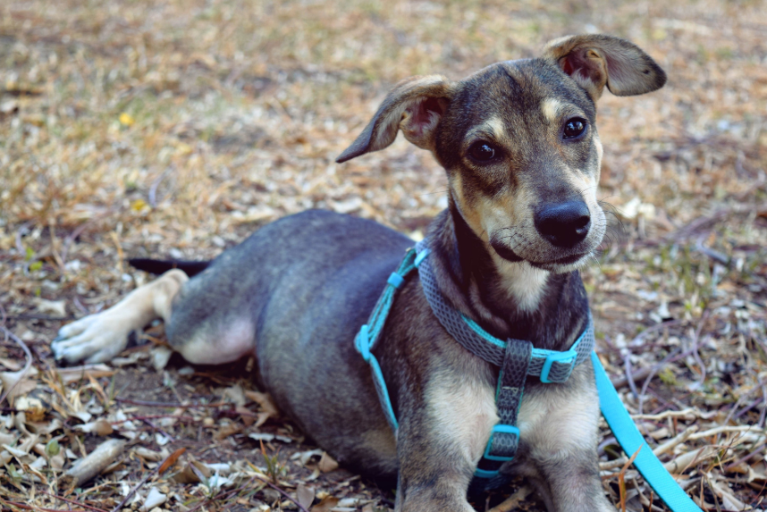 Training a Rescue Dog in Fort Worth: A Beginner's Guide