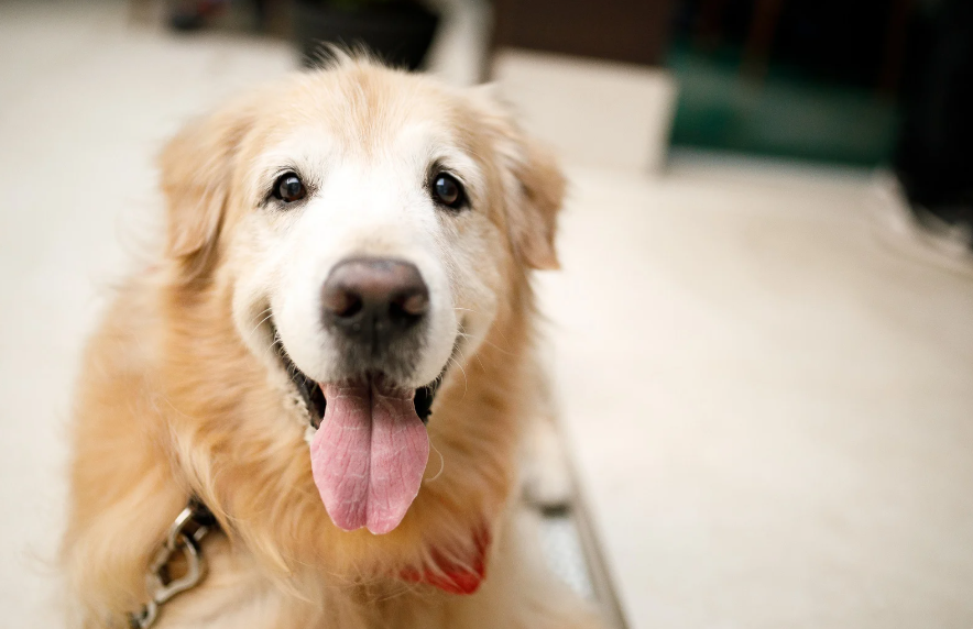 Senior golden retriever dog training in Dallas TX