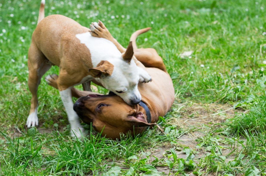 Two dogs fighting in a multi-dog home in Dallas TX