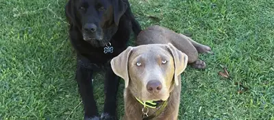 Dog training and boarding at All Dogs Unleashed in Tampa, FL