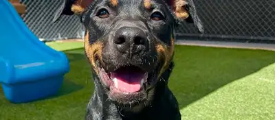 Dog training and boarding at All Dogs Unleashed in The Woodlands, TX