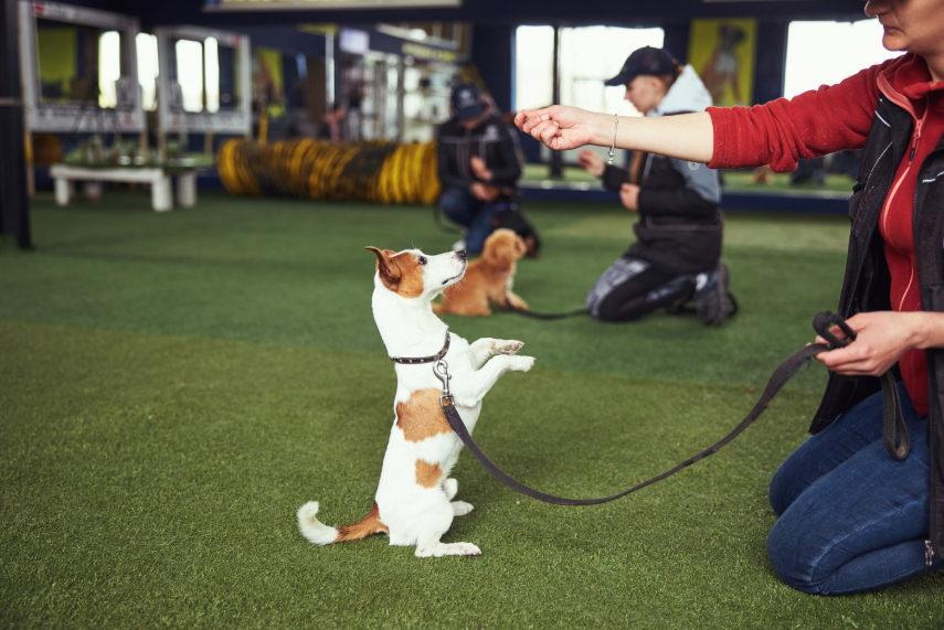 Austin dog owner finding the right dog trainer