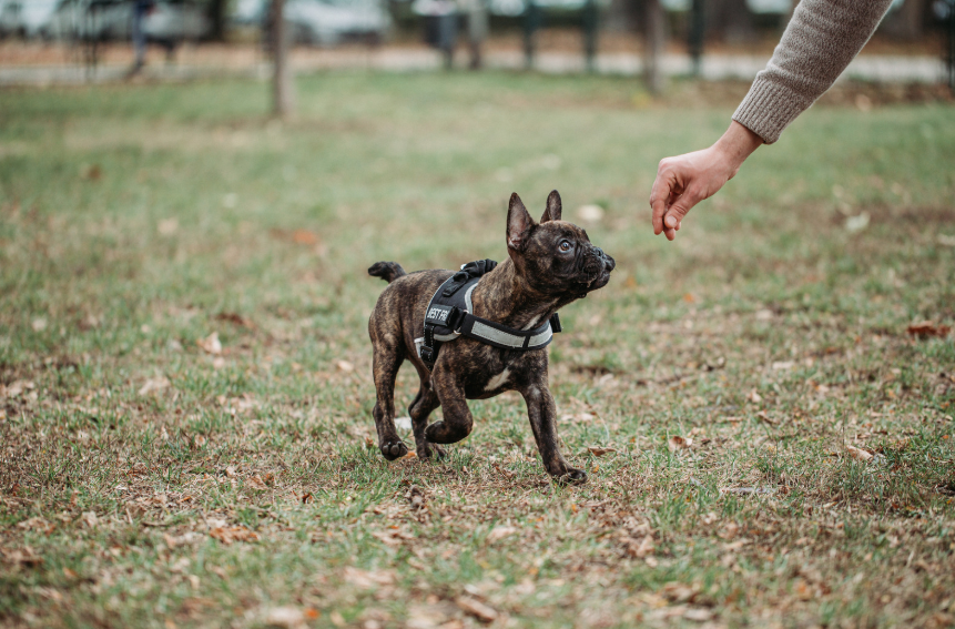 Dog trainer demonstrating training methods in Austin