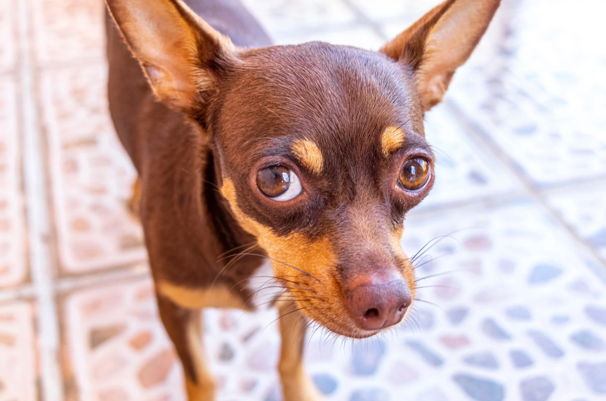 Dog showing stress and anxiety signals