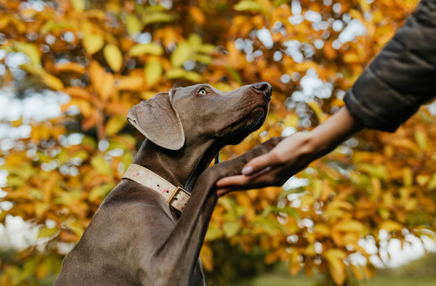 Dog training and boarding at All Dogs Unleashed