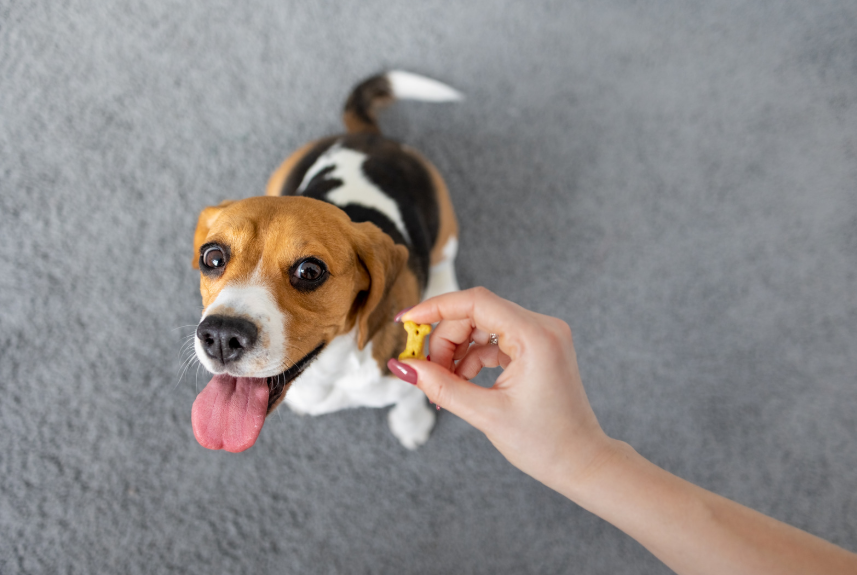 Dog training consistency routine in Austin